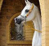 صهيل الجنوب